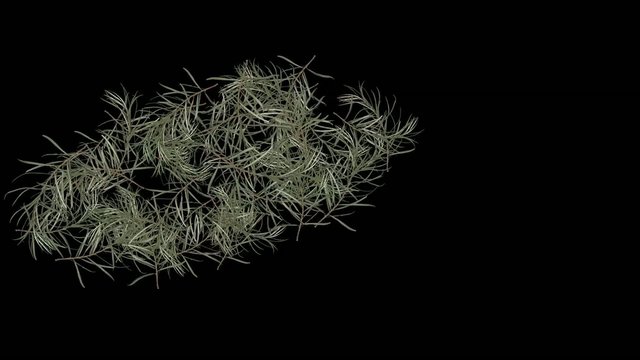 Foglie002
