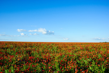 beautiful bright red poppy flowers with blue sky in background