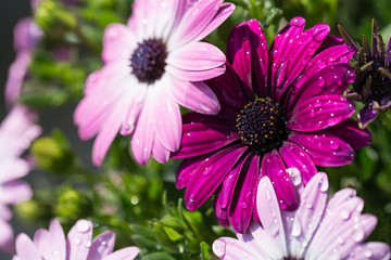 Obraz premium デイジー