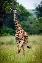 giraffe in Masai Mara