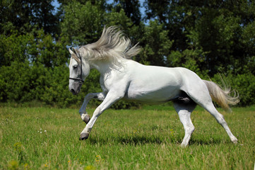 Fototapeta na wymiar Wild white horse with long mane