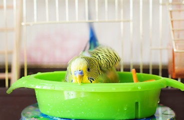 Fototapeta premium bathed budgerigar parrot