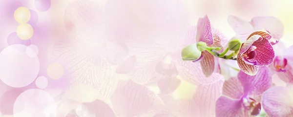 Foto auf Leinwand Pink background with orchid flowers © lusyaya