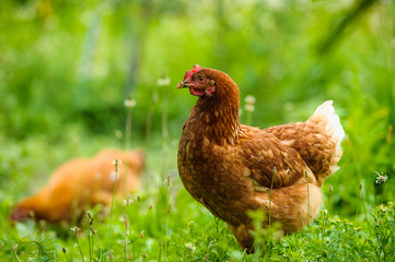 chicken