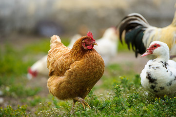 chicken