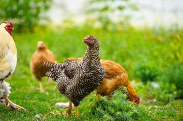 chicken