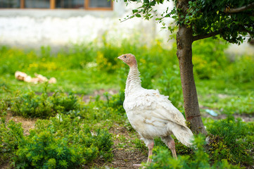 turkeys