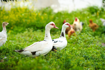 Duck