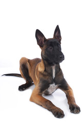 Fototapeta premium Malinoiswelpe auf weißem Hintergrund