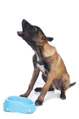 Malinois Welpe an Napf isoliert