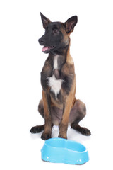 Malinois Welpe an Napf isoliert