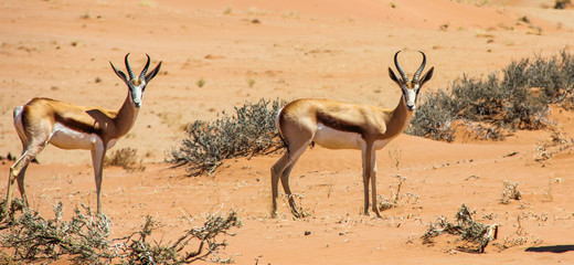 impala in Namibia