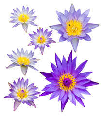 Seth isolates of purple lotus with yellow pollen