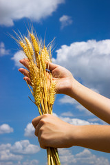 Hands with ear of wheat