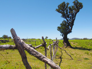 paul da serra alter Baum