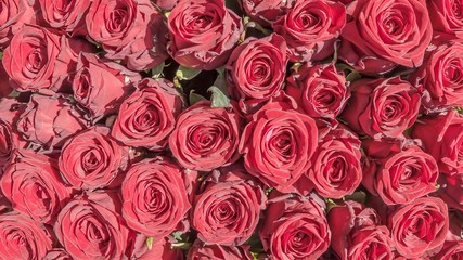 many red roses
