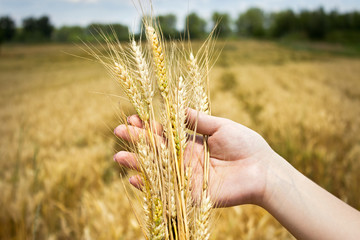 golden wheat in hand