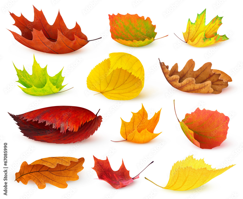 Canvas Prints isolated leaves. various autumn leaves of many colors isolated on white background