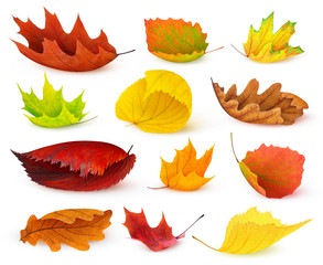 Isolated leaves. Various autumn leaves of many colors isolated on white background