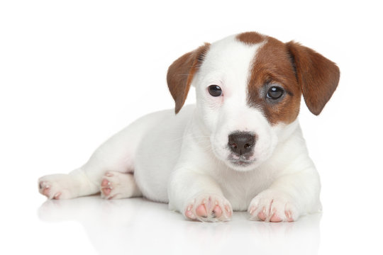 Jack Russell puppy lying