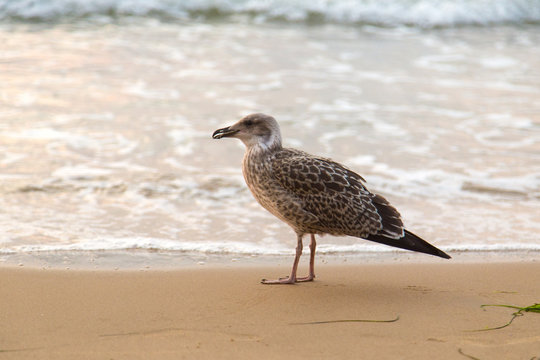 sand, seagulls, footprint, beach