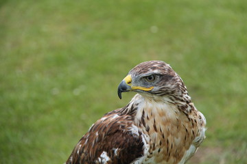 A Falcon Bird with Head Turned Ready to Fly.