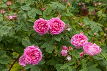 Rosa Centifolia