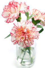 Carnation flower in a vase, isolated, shallow DOF