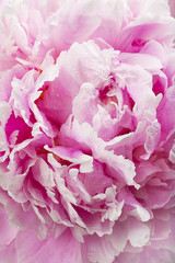 Pink peony flower, close-up