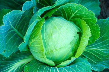 water drops on cabbage