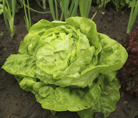 Lettuce (all the year round) growing in soil with water drops