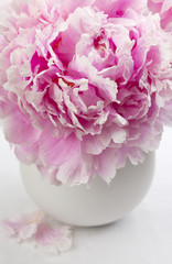Pink peony flower in a vase