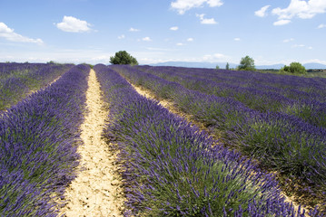 Obraz na płótnie Canvas Lavender fields, Valensole, France