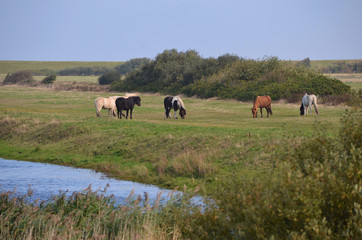 Pferdeweide auf Römö