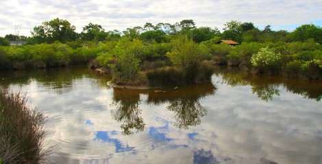 Le parc ornithologique du Teich, Gironde