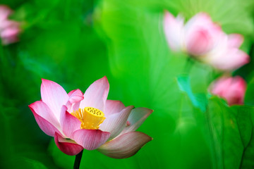 Obraz premium beautiful pink waterlily or lotus flower in pond