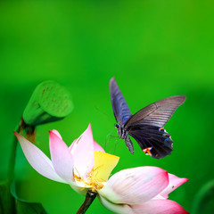 Fototapeta premium beautiful pink waterlily or lotus flower in pond