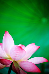Fototapeta premium beautiful pink waterlily or lotus flower in pond