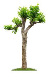 Stark geschnittene ahornbl&auml;ttrige Platane