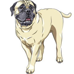 vector sketch portrait of the domestic dog breed Bullmastiff sta