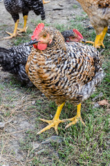 Domestic Country Chicken