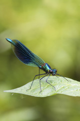 Banded demoiselle   (Calopteryx splendens)