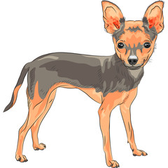 vector sketch dog Chihuahua breed smiling