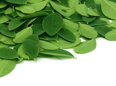 Moringa leaves