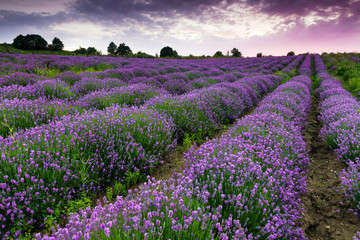 Fototapeta premium Lavender field