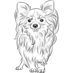 vector sketch dog Chihuahua breed smiling