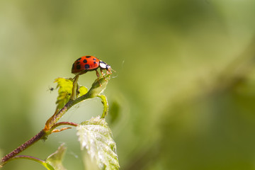 ladybird