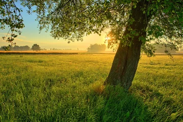 Foto op Canvas zomer landschap © Piotr Krzeslak