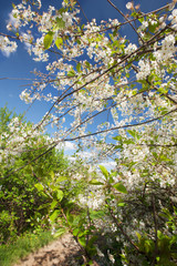 Fototapeta premium cherry blossoms
