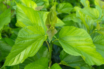 Mulberry leaf tree at field